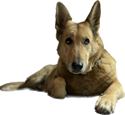 Hundetagesstätte Kroatien/ Dalmatien